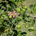Acerola, nota de perfume