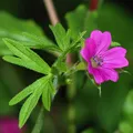 African Geranium, nota de perfume