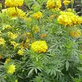 African Marigold als Duftnote