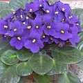 African Violet, nota de perfume