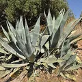 Agave, nota de perfume