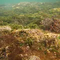 algae, nota de perfume