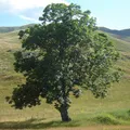 Almond Tree, nota de perfume