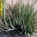 Aloe Vera, nota de perfume
