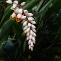 Alpinia, परफ्यूम नोट