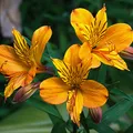 Alstroemeria als Duftnote