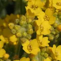 Alyssum, nota de perfume