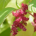 Amaranth, nota de perfume