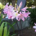 Amaryllis, nota de perfume