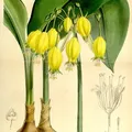 Amazon Lily perfume note