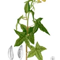 Ambrette, nota de perfume