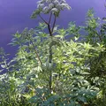 angelica, nota de perfume
