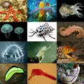 Animal notes, nota de perfume