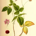 Arctic Bramble perfume note