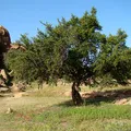 Argan, nota de perfume