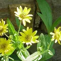 Arnica, nota de perfume