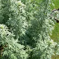 Artemisa, nota de perfume