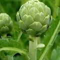 Artichoke, note de parfum