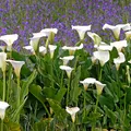 arum lily, nota de perfume