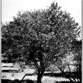 Australian Sandalwood, nota de perfume