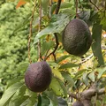 Avocado, nota de perfume