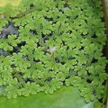 Azolla, परफ्यूम नोट