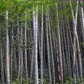 bamboo, nota de perfume