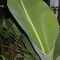 Banana Leaf, nota de perfume