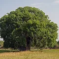 Baobab perfume note
