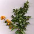 Barberry, nota de perfume