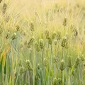 barley, nota de perfume