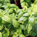 Albahaca, nota de perfume