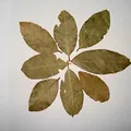 Bay Leaf, nota de perfume