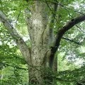 Beech, nota de perfume