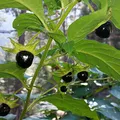 Belladonna, nota de perfume