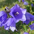 Bellflower, nota de perfume