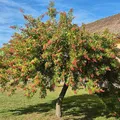 black and pink pepper, nota de perfume