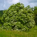 Black Elder, nota de perfume