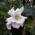 Black Gardenia, nota de perfume