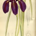 Black Iris, nota de perfume
