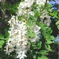 Black locust, nota de perfume