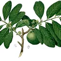Black Sapote perfume note