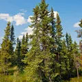 Black Spruce perfume note