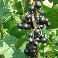 Blackcurrant, nota de perfume