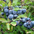 Blackthorn als Duftnote