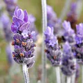 blue lavender, nota de perfume