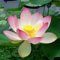 Blue Lotus, nota de perfume