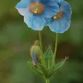 Blue Poppy als Duftnote