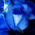 blue rose, nota de perfume