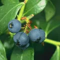 Blueberry, nota de perfume